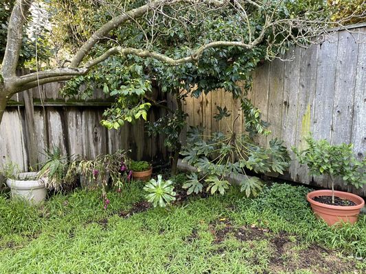 Photo of Willow Glen Gardening - San Jose, CA, US. Before