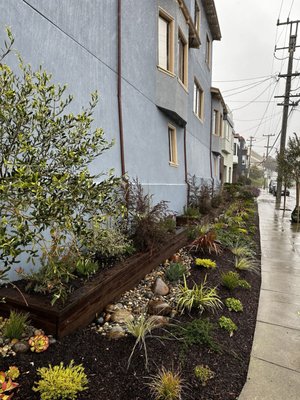 Photo of Forevergreen Landscape - San Francisco, CA, US. Early 2023