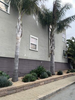 Photo of The Dog Professional Tree Service - San Francisco, CA, US. Today's project in the Bernal Heights area was to completely remove 2 royal palms of approximately 40 feet and a Phoenix Canaries palm