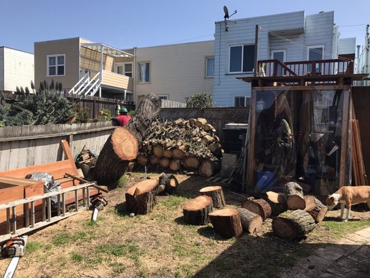 Photo of Cabrera Tree Care - San Francisco, CA, US.