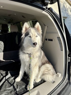 Photo of Zayn's Mobile Auto Detail - Piedmont, CA, US. Before: You can some of the pet hair here; There is a lot more under that liner.