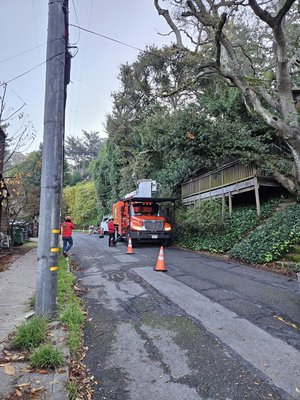 Photo of Madriz Tree service - Richmond, CA, US.