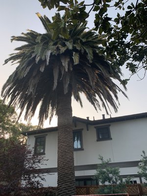 Photo of Arborist Now - San Francisco, CA, US. Before.