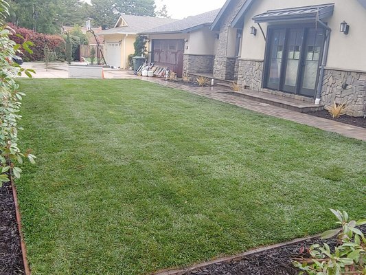 Photo of Ideal Landscape & Concrete - Menlo Park, CA, US. Delta Fescue Sod - Burlingame, CA