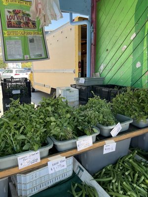 Photo of Alemany Farmers’ Market - San Francisco, CA, US. Three types of basil!