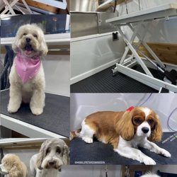 Mobile Pet Grooming Spa Peninsula