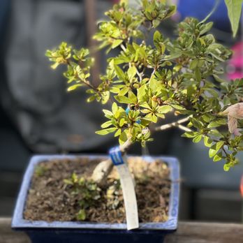 Grove Way Bonsai Nursery