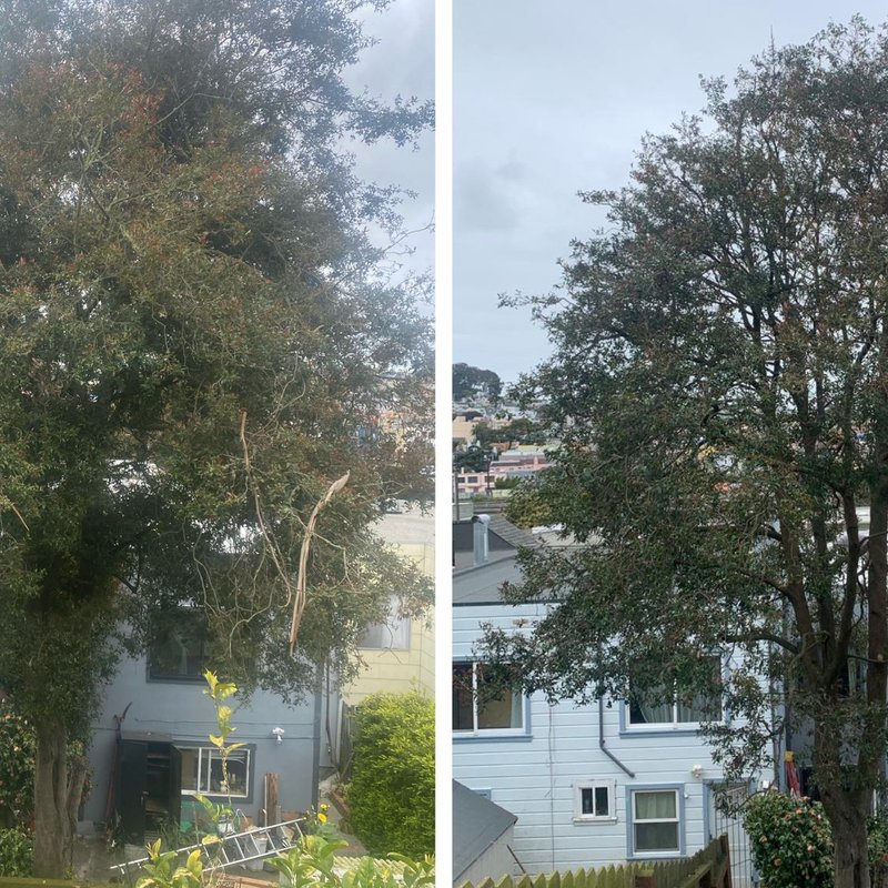 Back yard Tree