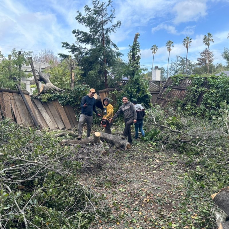 Tree removal