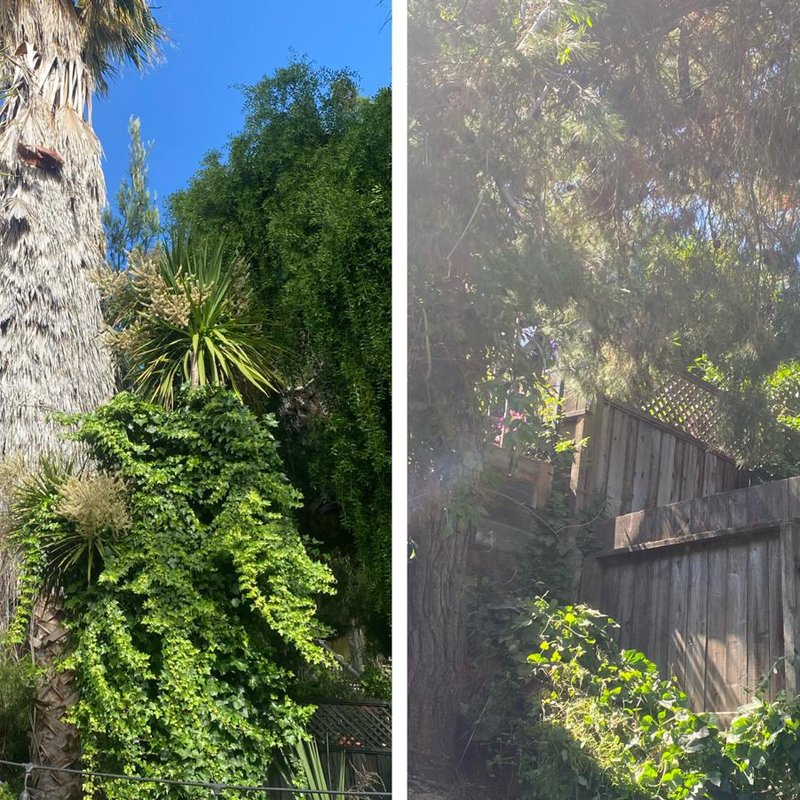 80 foot palm tree removal