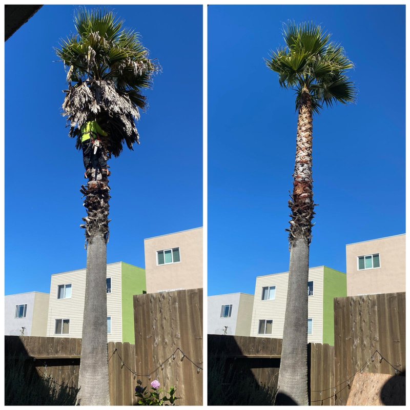 Palm Tree Pruning