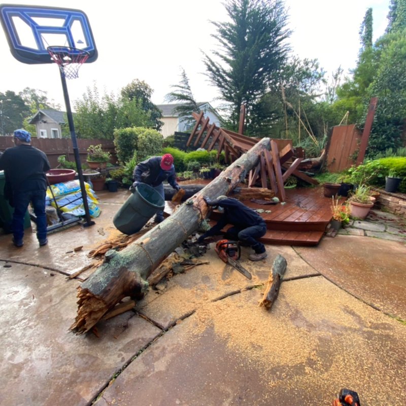 Tree and deck removal