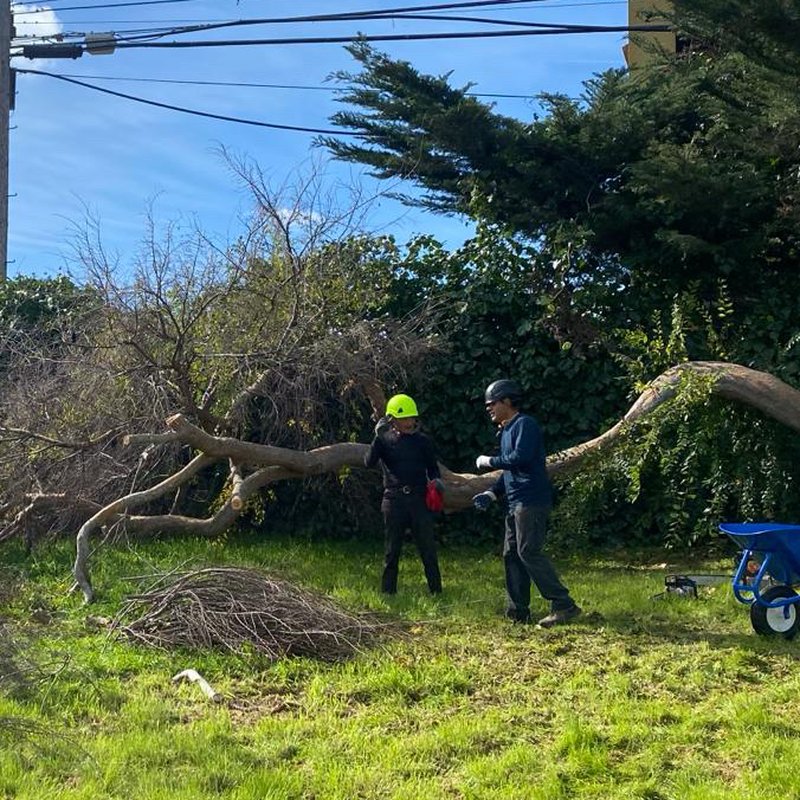 Fallen Tree emergency