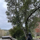 Going To Remove Oak Stem Hanging Over Deck