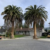 Palm tree cleaning of dead fronds.
