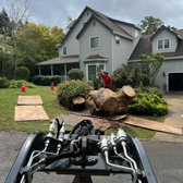 Dead oak tree removal