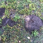 Gopher mounds in a landscape, not in a lawn, still need gopher removal to protect native and other plants.