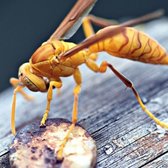PAPER WASPS
EMERGENCY SERVICE AVAILABLE SEVEN DAYS A WEEK.