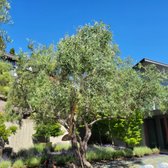 Olive tree trimming and health improvement.