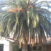 Canary Island Date Palm before Pruning picture