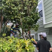 Tree pruning