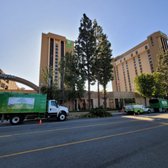 Commercial Tree Trimming 