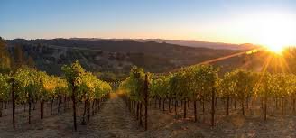 Napa Valley Wine Tours