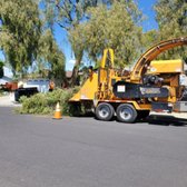 After pruning pepper trees