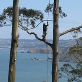 Taking down trees.