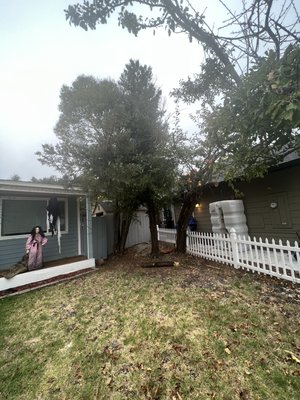 Tree trimming and removal 