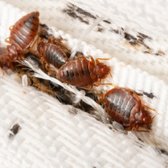 Adult Bed Bug On Mattress