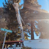 Redwood tree removal