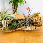 Natural driftood-style Tillandsia, Succulent, and Moss Log