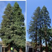 Redwood trimming