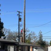 Redwood tree removal