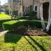 Example of trimmed boxwoods.