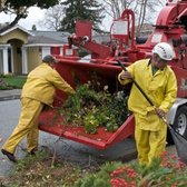 Professional team cleaning up the aftermath of tree removal. 