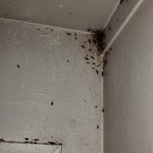 German cockroach infestation.