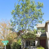 Oak Tree Removal