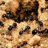 Identifying ant nest