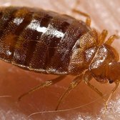 Bed Bugs Program