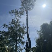 Tree remove