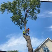 Large Tree Trimming