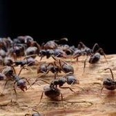 Ants migrating