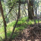 Accumulation of eucalyptus tree bark makes a  dangerous neighbor. It is highly flammable and hazardous. 