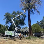 Boom truck this really dead redwood