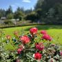 The Butchart Gardens