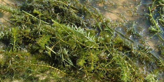 Hydrilla, Hydrilla verticillata