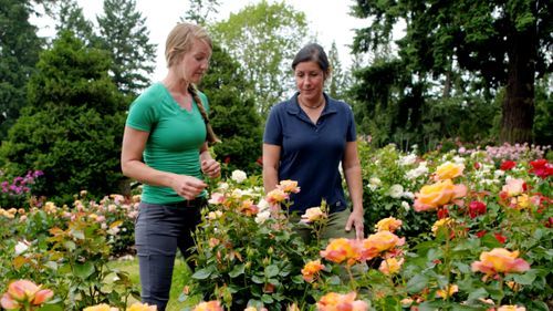 S22 E26: Jann Nawada visits a rose garden in Portland, OR