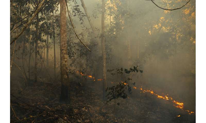 Human activity has degraded more than a third of the remaining Amazon rainforest, scientists find